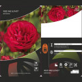 Ruže floribunda Red Meilove ®, С3 slika 2 interface.art 4555