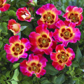 Ruže floribunda Sunshine Babylon Eyes®, C5 slika 1 interface.art 5517