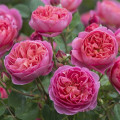 English Rose Boscobel®, C5 slika 1 interface.art 5498