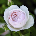 English Rose Desdemona®, C5 slika 1 interface.art 5500