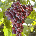 Kanadsko grožđe, Р9 slika 1 interface.art 5639