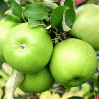 Jabuka Granny Smith, С2 slika 5