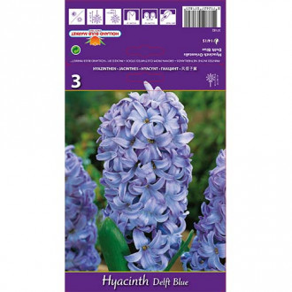 Zumbul(Hyacinthus) Delft Blue slika 5