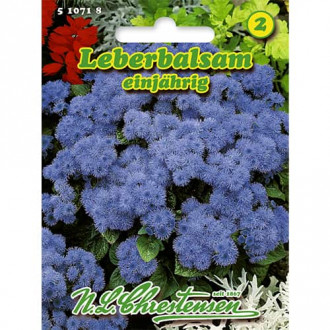 Ageratum Chrestensen slika 1