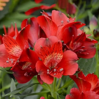 Alstroemeria Summer Pepper® Tessumpep, С2 slika 3