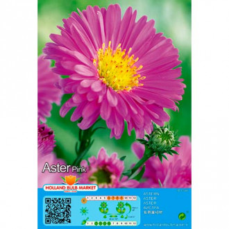 Aster Pink slika 6