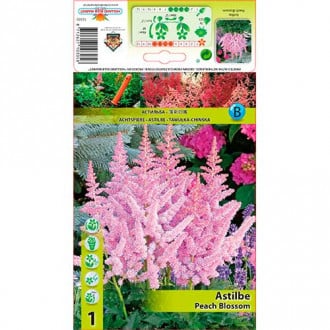 Astilba Peach Blossom slika 5