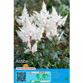 Astilba White slika 6