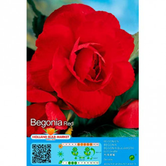 Begonija Double Red slika 6