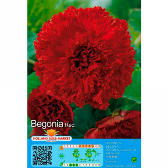 Begonija Fimbriata Red slika 2