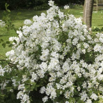 Bisernjak (Exochorda macrantha) The Bride, С2 slika 1