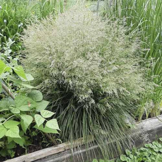 Busika (Deschampsia) Bronzeschleier, С3 slika 1