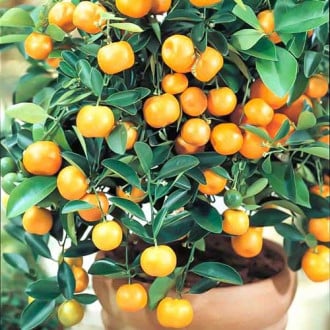 Calamondin Panama Orange slika 1