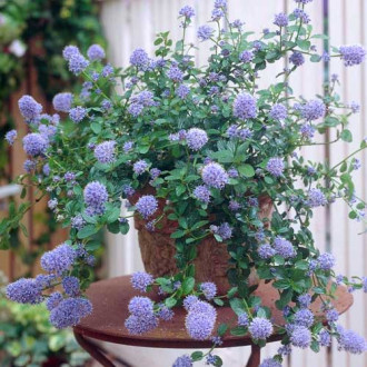 Ceanothus Thyrsifl. var. Repens slika 3