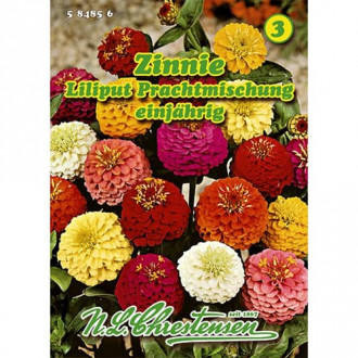 Cinija mix multicolor slika 2