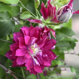 Clematis Akafuji, С2 slika 2