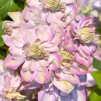 Clematis Anna's Choice, С2 slika 4