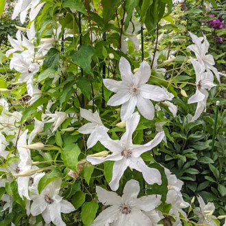 Clematis Beautiful Bride, С2 slika 4