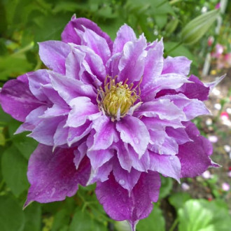 Clematis Birthday Girl, С2 slika 5