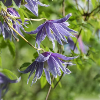 Clematis Cecile, С2 slika 6