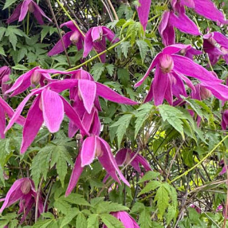 Clematis Constance, С2 slika 18