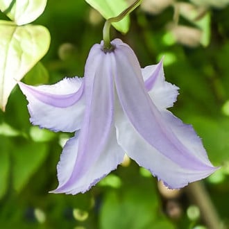 Clematis Fairy Slippers, С2 slika 6