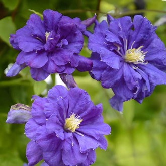 Clematis Floral Dance, С2 slika 9