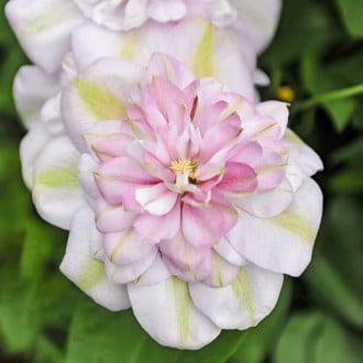 Clematis Innocent Blush, С2 slika 1
