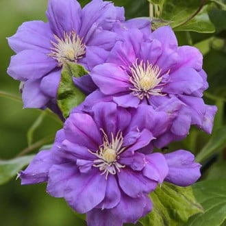 Clematis Krolowa Bona, С2 slika 2