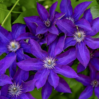 Clematis Lavender Beauty, С2 slika 4