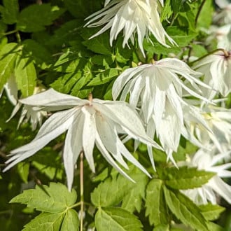 Clematis Lemon Dream, С2 slika 1