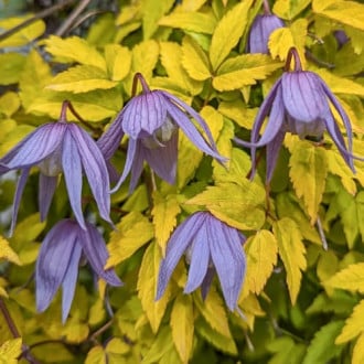 Clematis Luminous® Dusk, С2 slika 3
