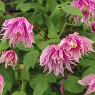 Clematis Pink Surprise, С2 slika 6