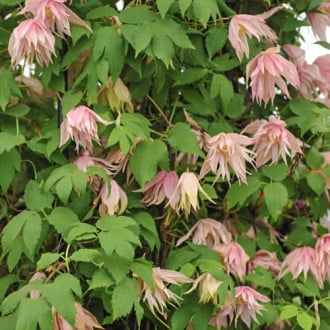 Clematis Pink Swing, С2 slika 2