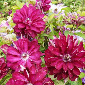 Clematis Red Star, С2 slika 2