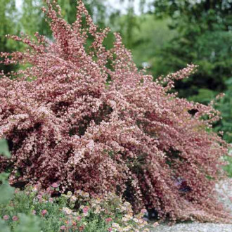 Cytisus Moyclare Pink, С2 slika 5