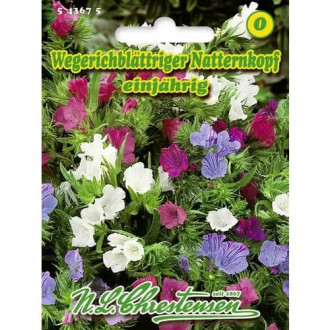 Echium plantagineum, mix multicolor slika 2