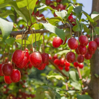 Elaeagnus umbellata Pointilla Sweet'N'Sour®, С2 slika 3