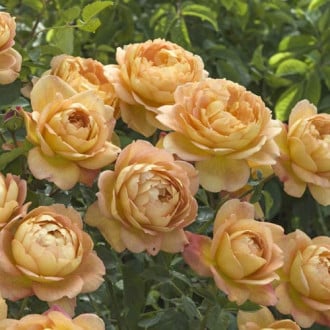 English Rose Lady of Shalott®, C5 slika 3