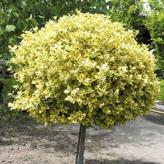 Euonymus fortunei Emerald'n Gold slika 3