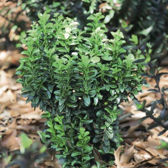 Euonymus Gold Rocket PBR, С3 slika 3