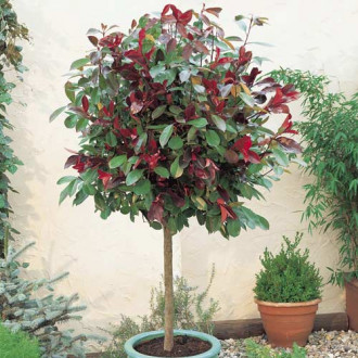 Fotinija (Photinia) Little Red Robin, C3 slika 5