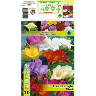 Frezija Single mix multicolor slika 3