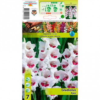 Gladiola Ajax slika 1