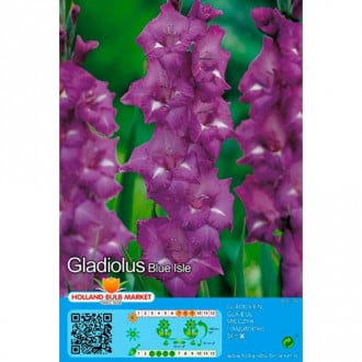 Gladiola Blue Isle slika 5