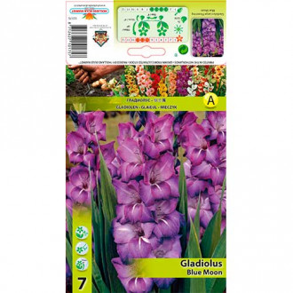 Gladiola Blue Moon slika 3