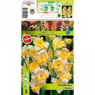 Gladiola Buggy slika 3