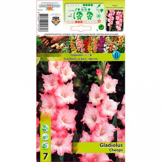 Gladiola Cheops slika 1