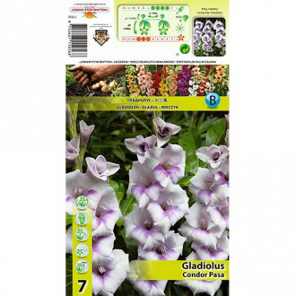 Gladiola Condor Pasa slika 3