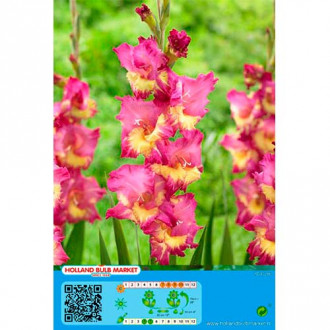 Gladiola Far West slika 3